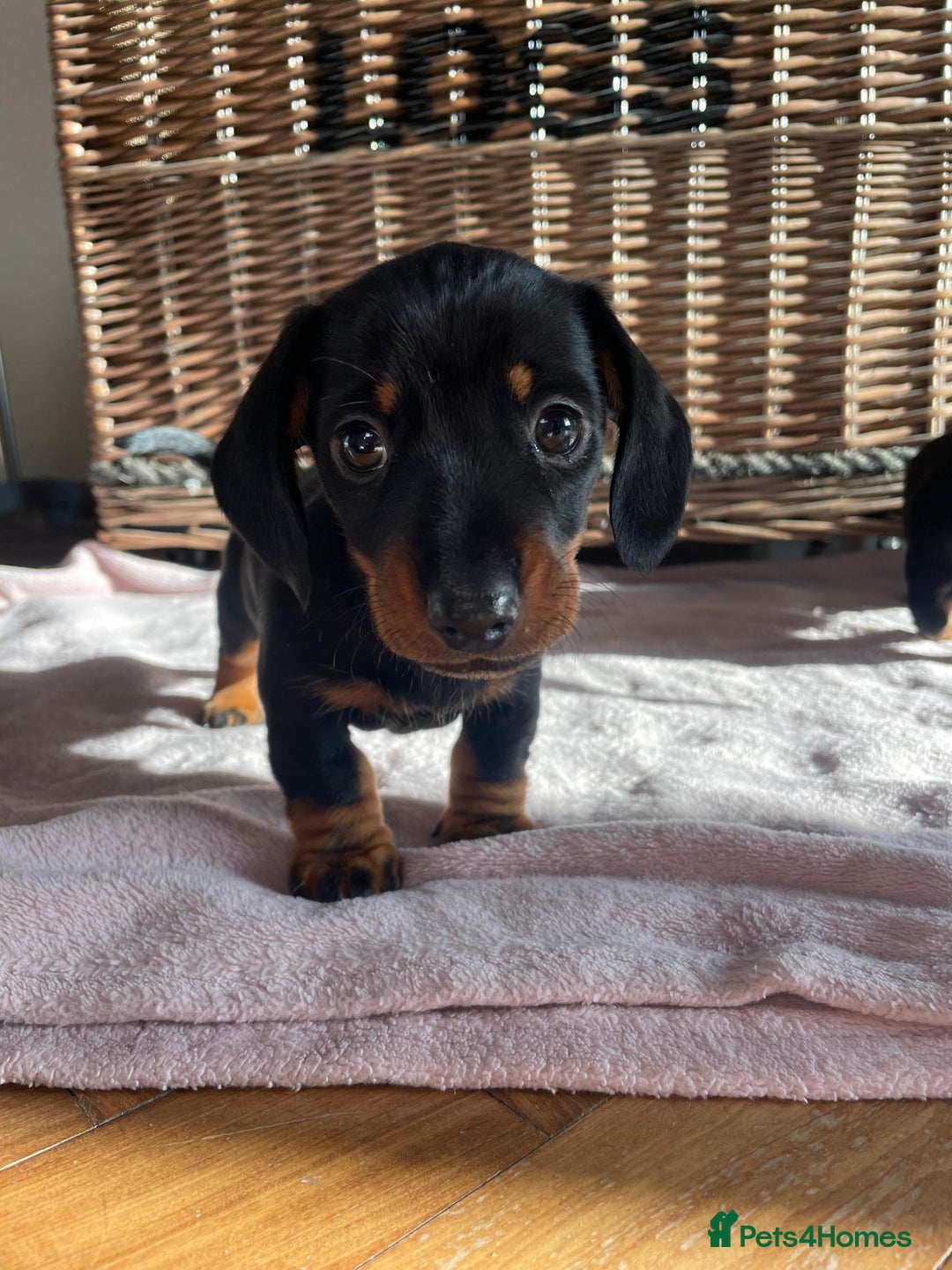 Miniature Dachshund dogs for sale: KC Registered miniature dachshunds for sale  - Advert 12