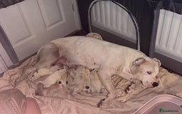 American Bulldog dogs for sale: Beautiful American bulldog puppies for sale - Image 4