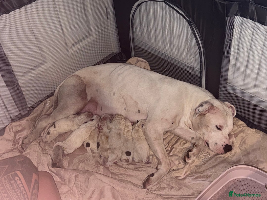 American Bulldog dogs for sale: Beautiful American bulldog puppies for sale - Image 4