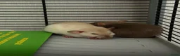 Rat rodents for sale: Male and female rats in Coventry - Advert 3
