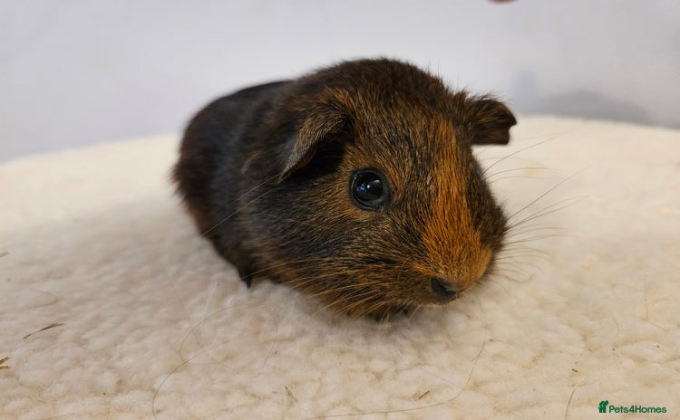 Guinea Pig rodents in Faringdon - Advert 12