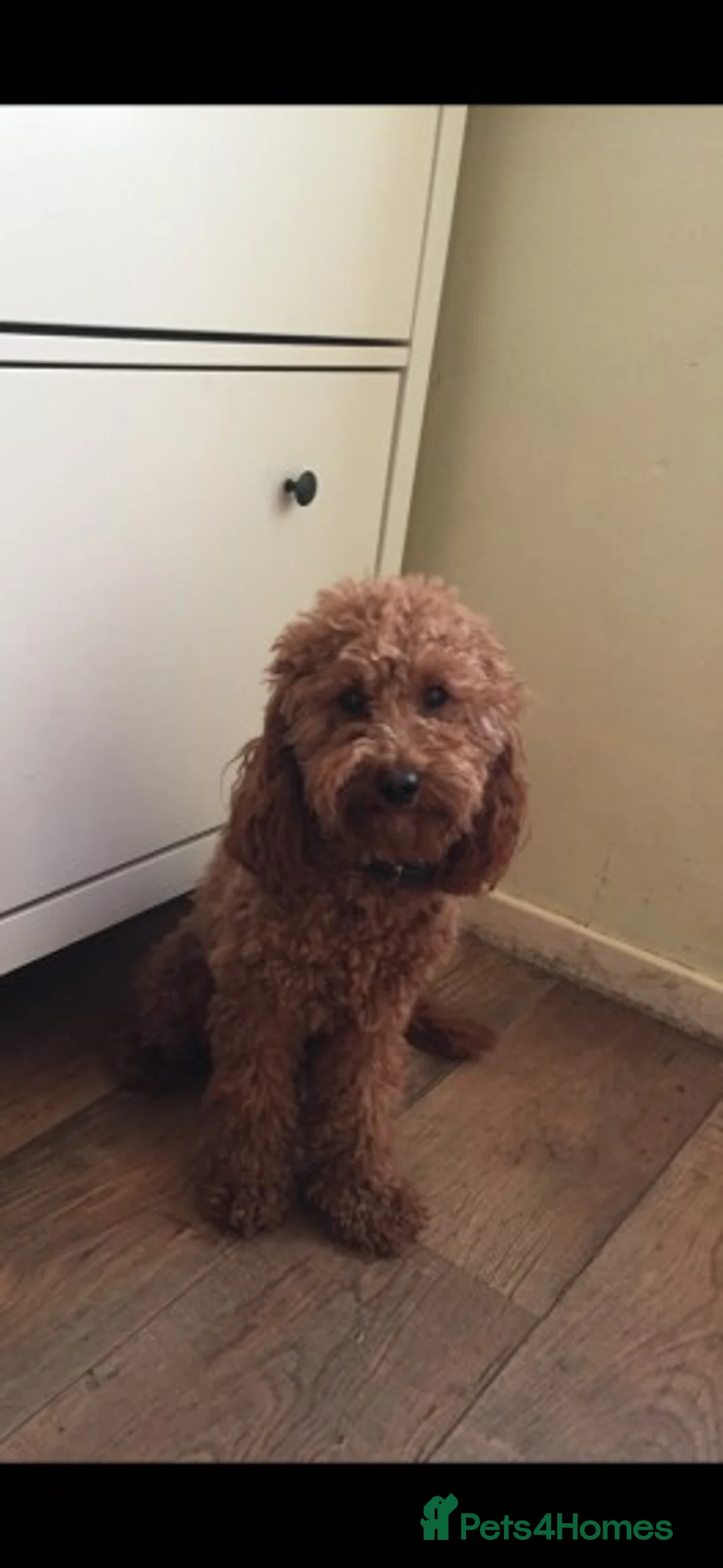 Cockapoo dogs for stud: Red Min Poodle PRA Clear & Other DNA Clear in Mansfield - Advert 5