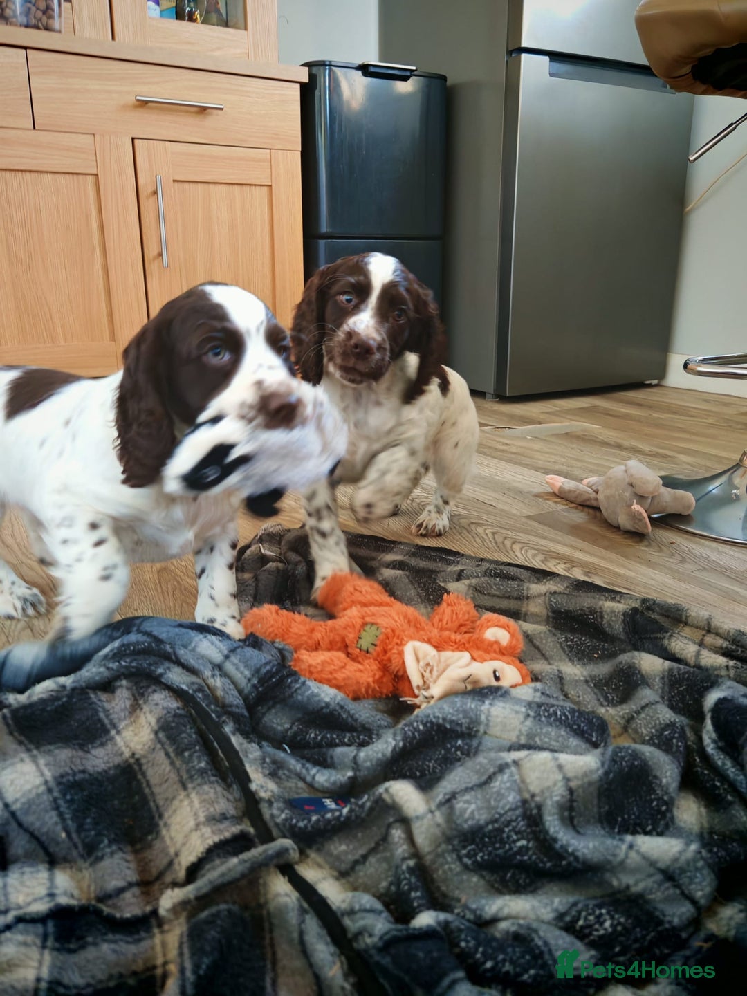 Cocker Spaniel dogs for sale: Cocker spaniel pups - Advert 11