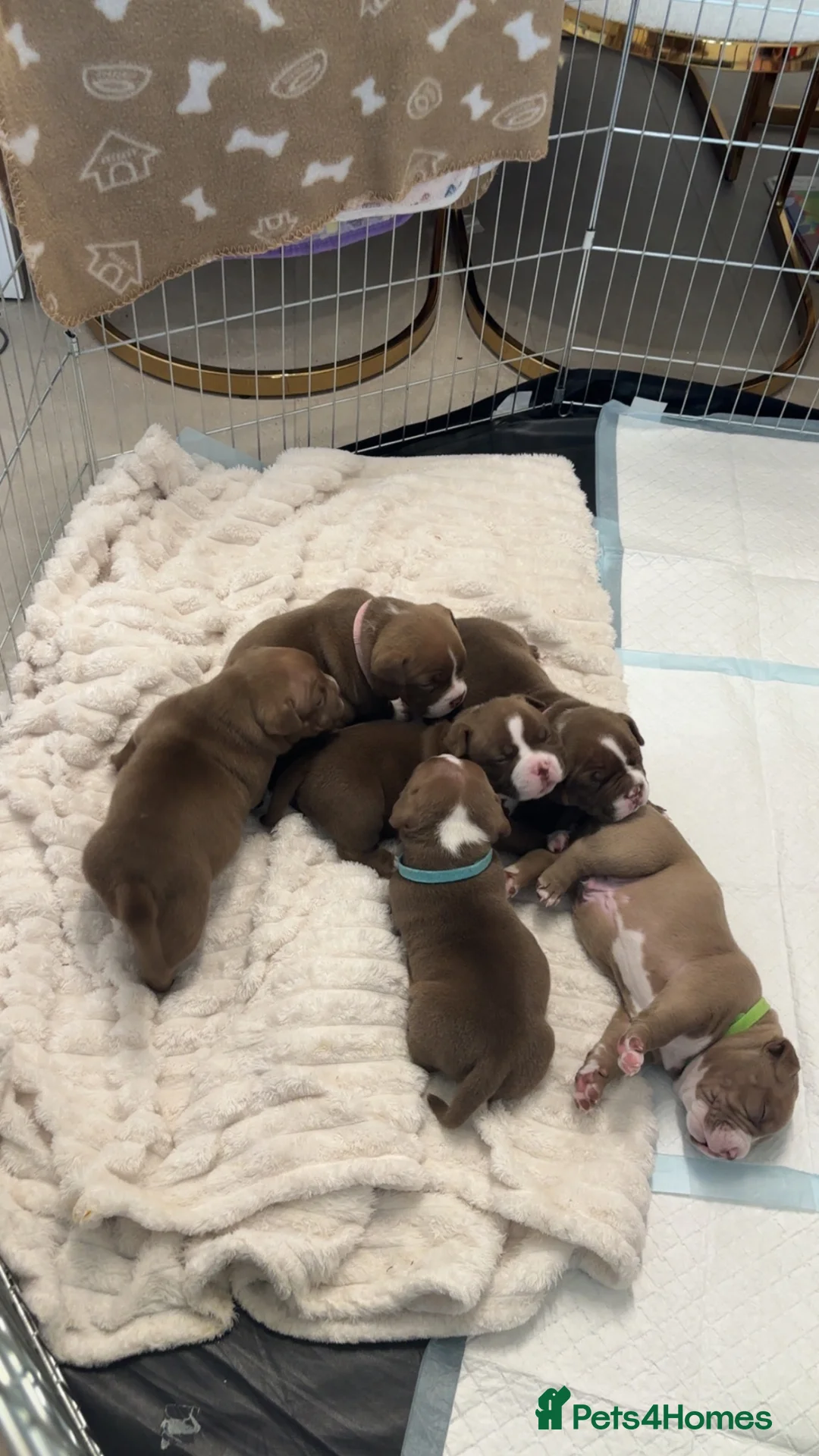 American Bully dogs for sale: Pocket bully - Advert 13