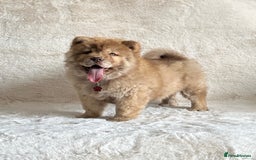 Chow Chow dogs for sale: Exotic colour chowsky puppies for sale  - Image 9