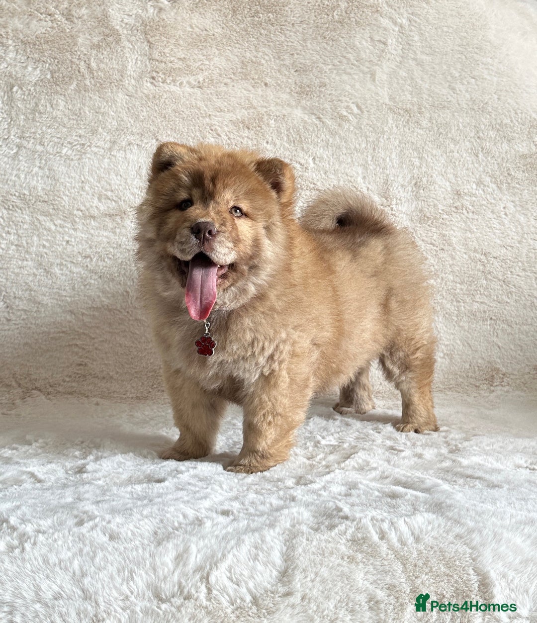 Chow Chow dogs for sale: Exotic colour chowsky puppies for sale  - Image 9