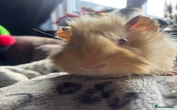 Guinea Pig rodents for sale: 2 beautiful funky girls - Advert 6