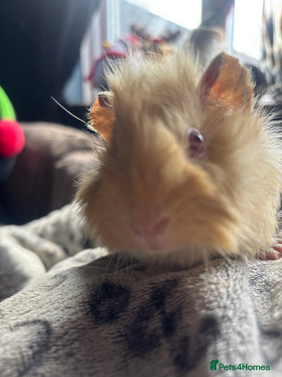 Guinea Pig rodents for sale: 2 beautiful funky girls - Advert 6