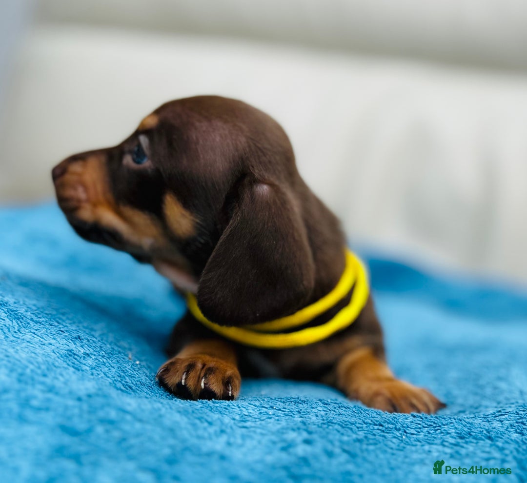 Dachshund dogs for sale: Mini Long-hair dachshund  - Image 7