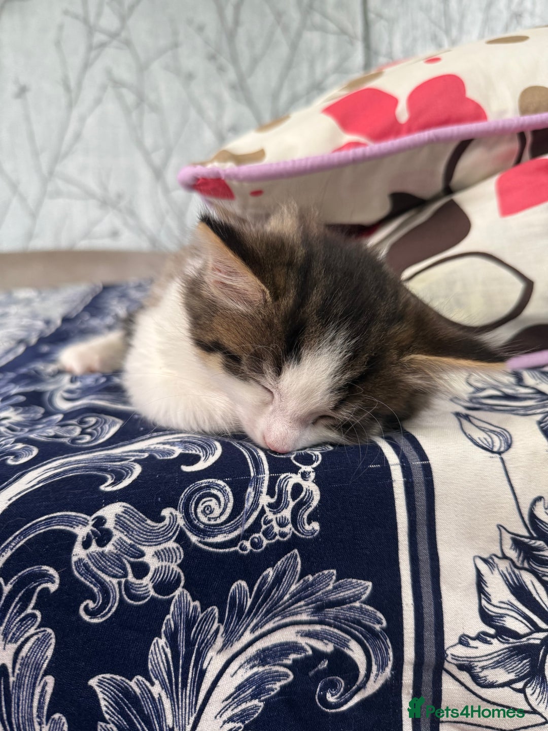 Mixed Breed cats for sale: Kittens for adoption  - Image 3