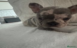 French Bulldog dogs for sale: Beautiful French bulldogs seek homes - Image 9