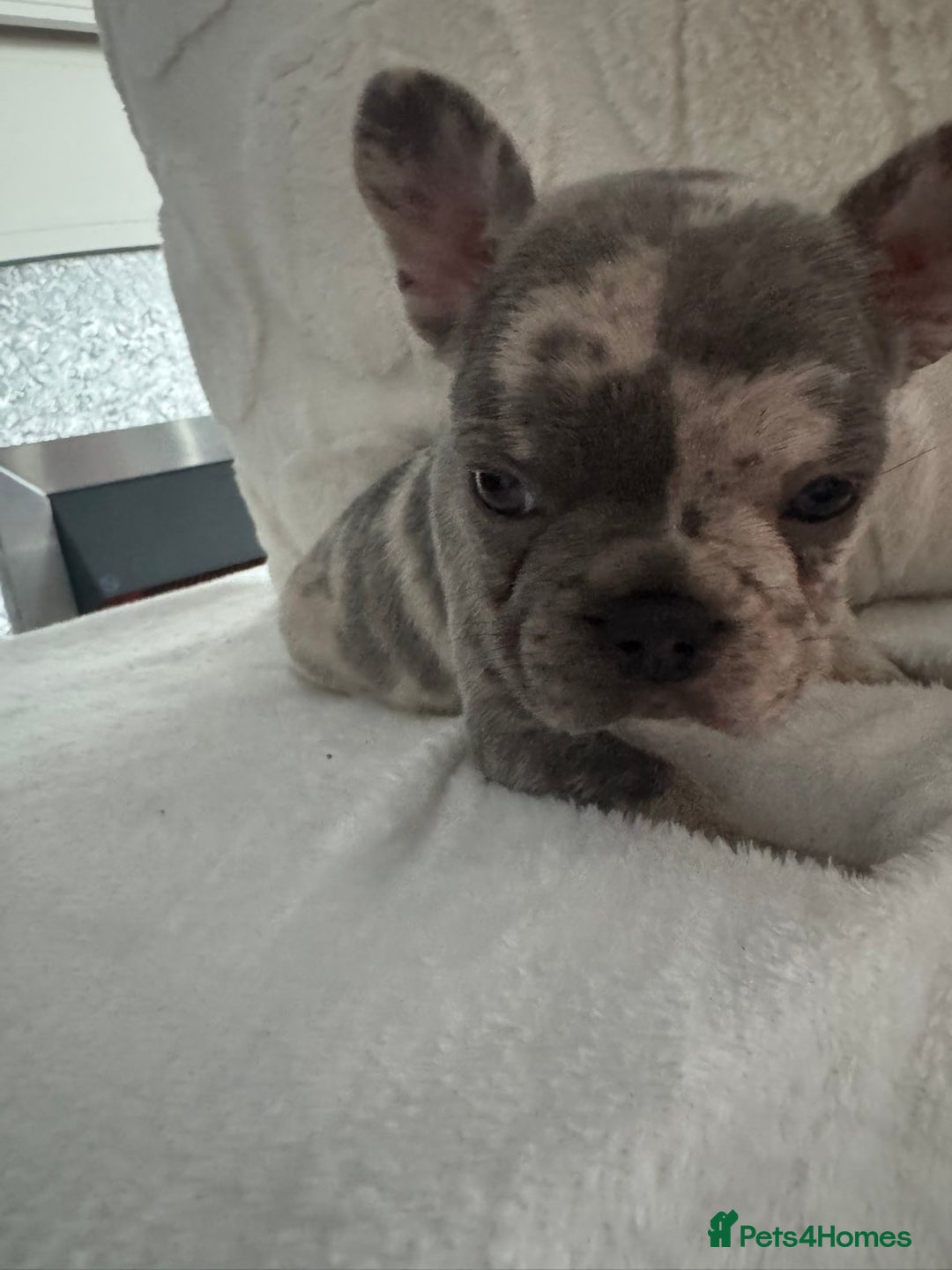 French Bulldog dogs for sale: Beautiful French bulldogs seek homes - Image 9