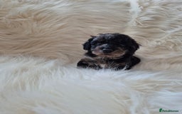 Cockapoo dogs for sale: F1B COCKAPOO PUPPIES  - Image 5