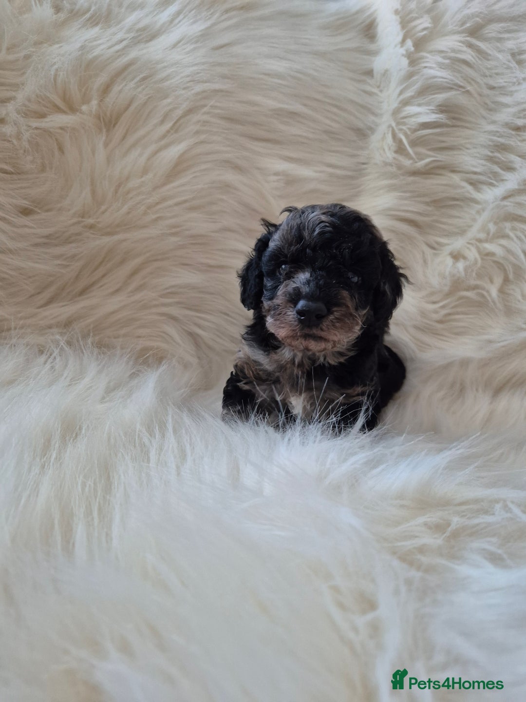 Cockapoo dogs for sale: F1B COCKAPOO PUPPIES  - Image 5