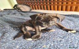 Mixed Breed dogs for sale: Beautiful litter of spaniel Cross  - Image 8