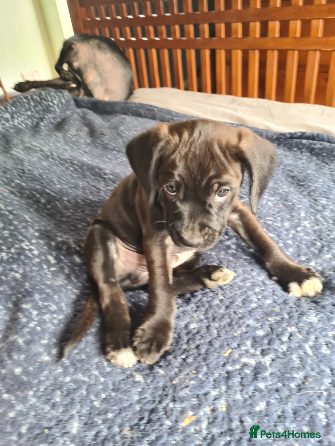 Mixed Breed dogs for sale: Beautiful litter of spaniel Cross  - Image 8