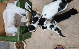 Domestic Shorthair cats for sale: mother cat and 4 kittens all together - Image 1