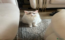 Ragdoll cats for sale: ✨🐾 Beautiful Ragdoll Kittens ✨🐾 - Image 8