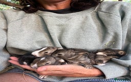 Mini Lion Lop rabbits for sale: Mini lop x Lionhead  - Image 3