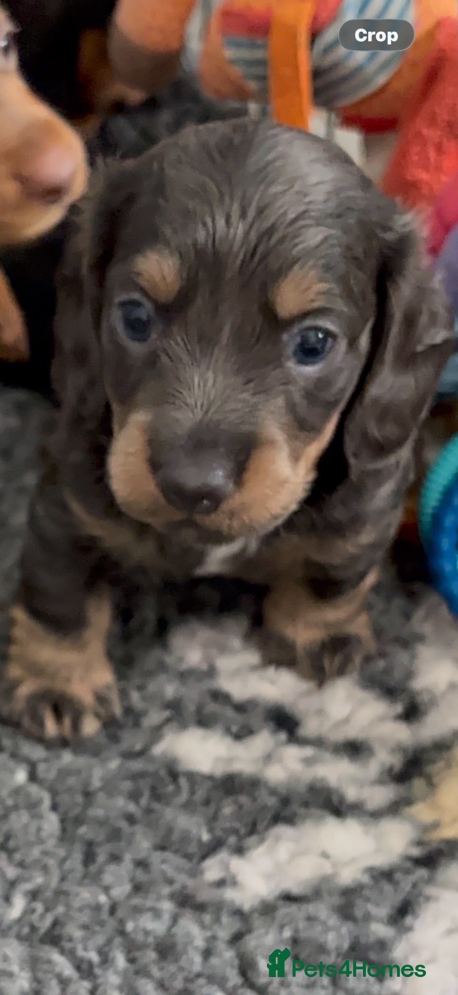 Miniature Dachshund dogs Ready now Reduced !!Beautiful well loved babies  - Advert 2