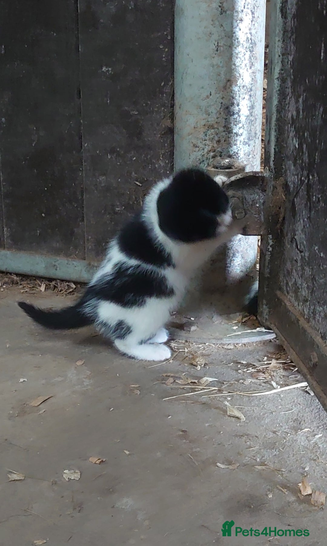 Mixed Breed cats for sale: Friendly farm kittens  - Advert 5