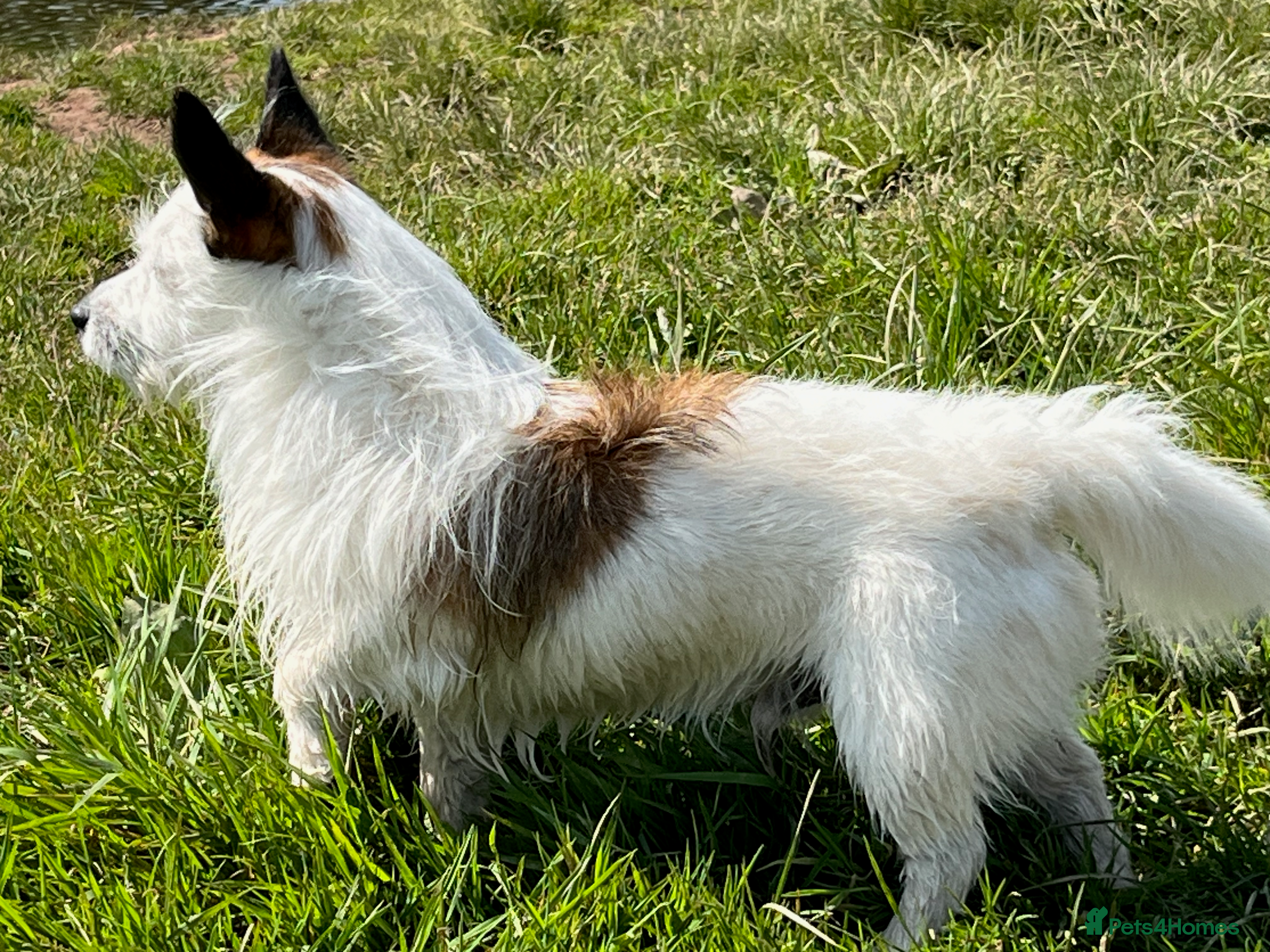 Jack Russell dogs Robbie for Stud - Advert 2