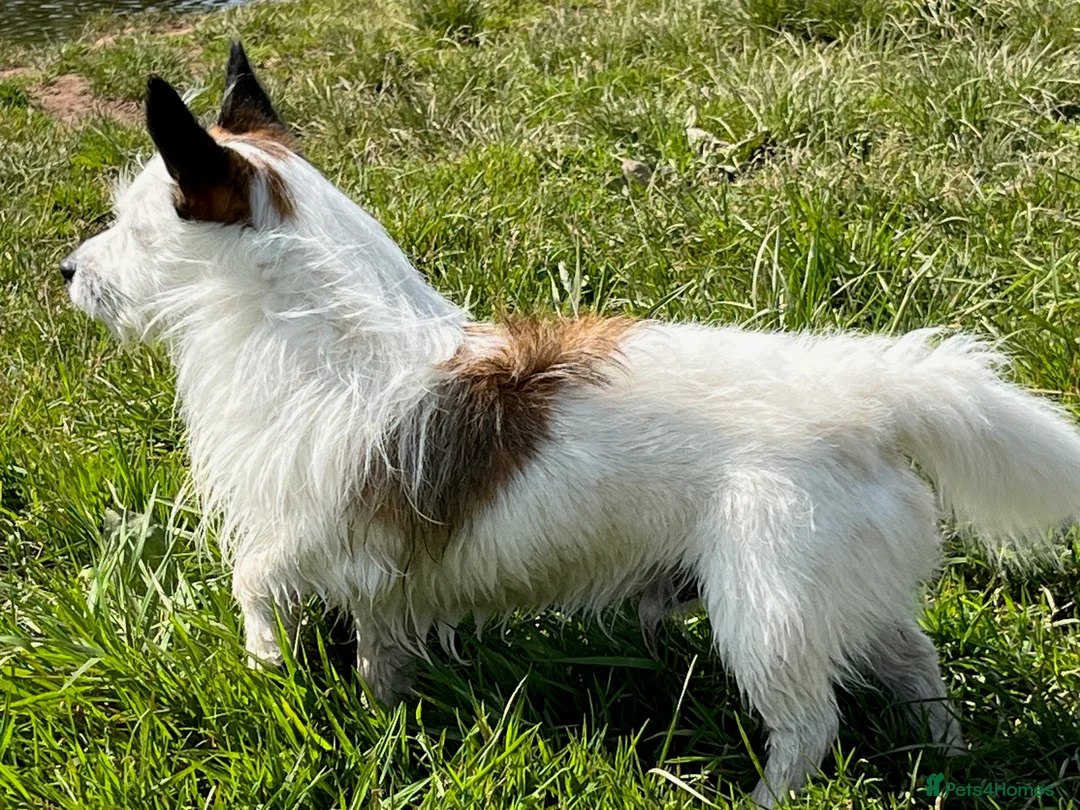 Jack Russell dogs for stud: Robbie for Stud - Advert 1