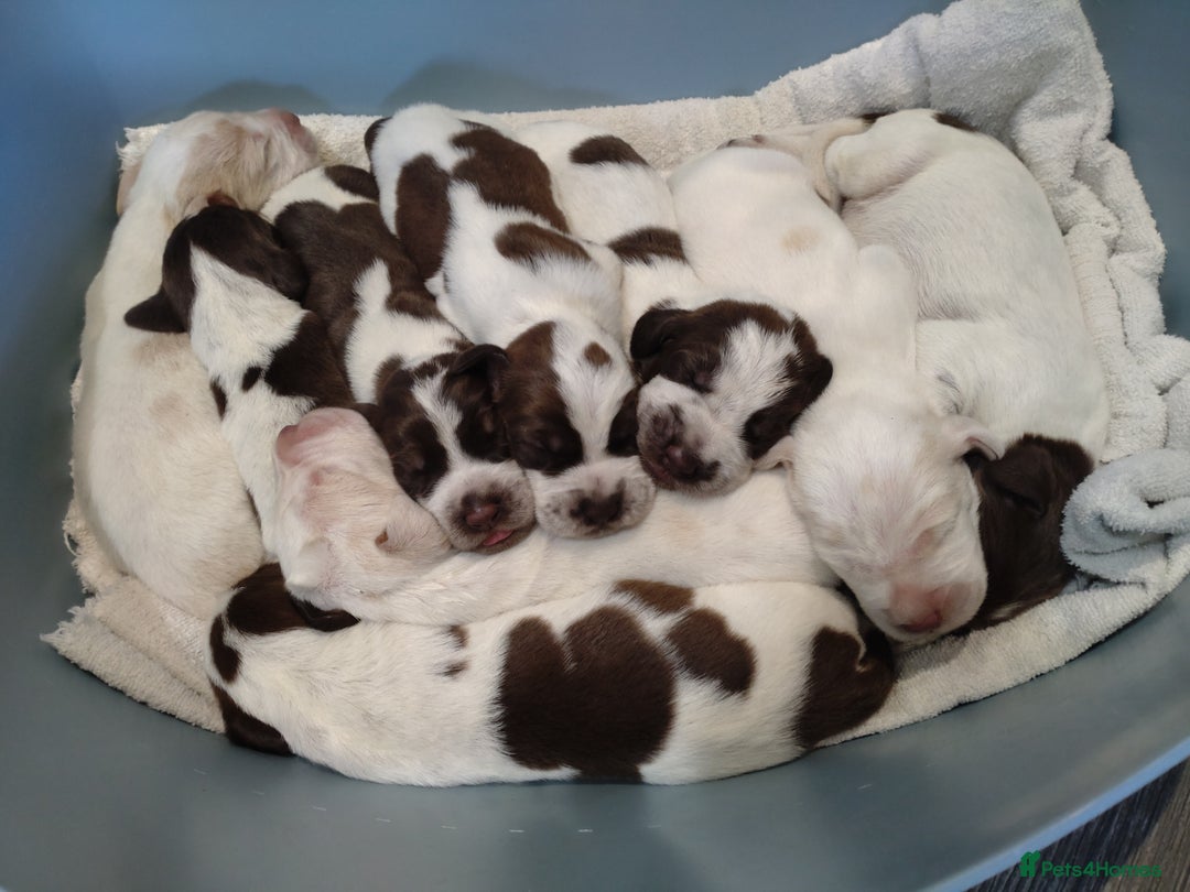 Italian Spinone dogs for sale: A beautiful litter of Italian Spinones  - Image 9