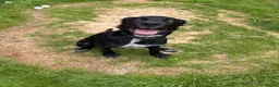 Sprollie dogs for sale: 6 month old male pup - Advert 4