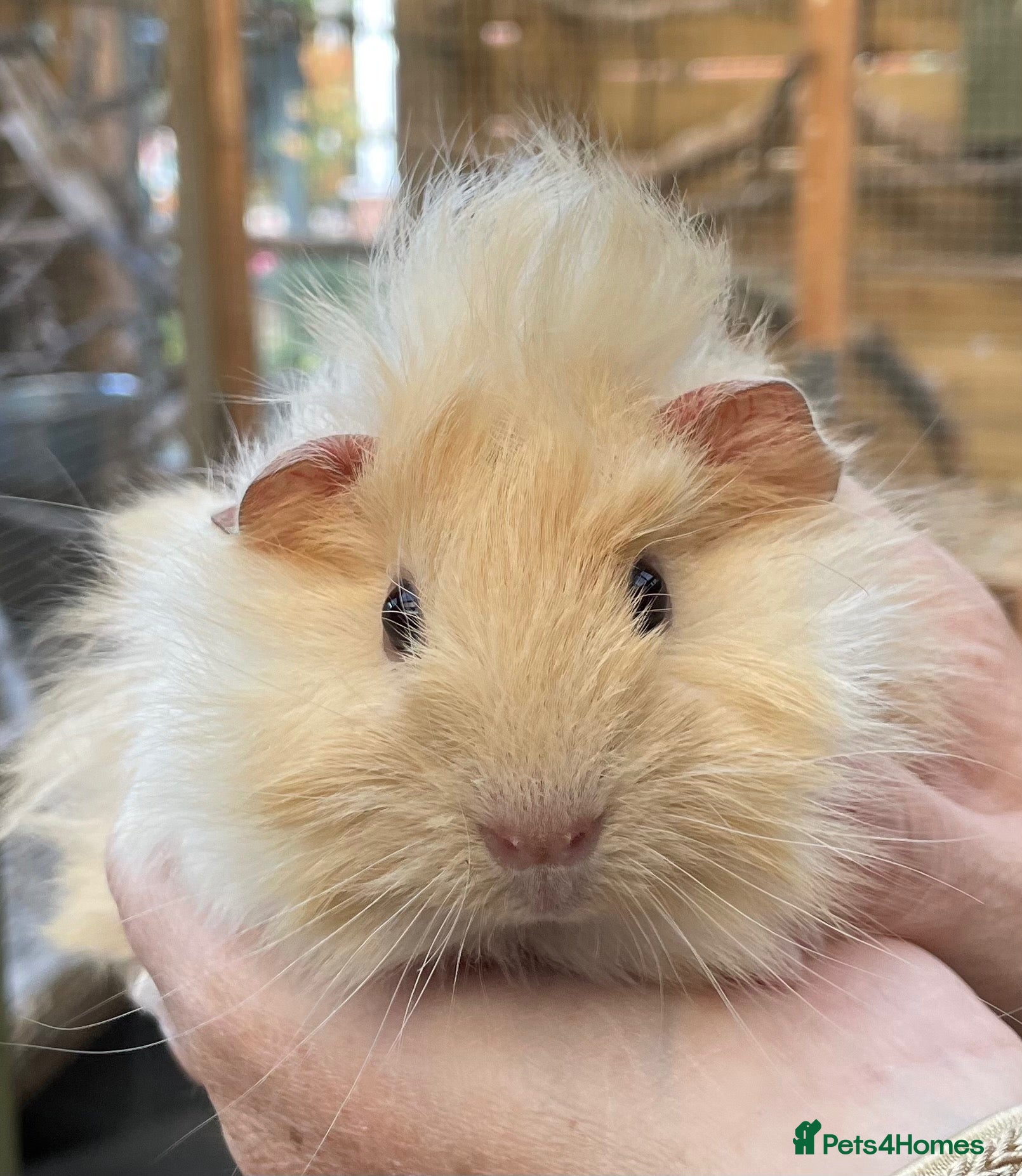 Guinea Pig rodents Lovely baby guinea pigs  - Advert 1