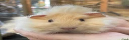 Guinea Pig rodents for sale: Lovely baby guinea pigs  - Advert 1