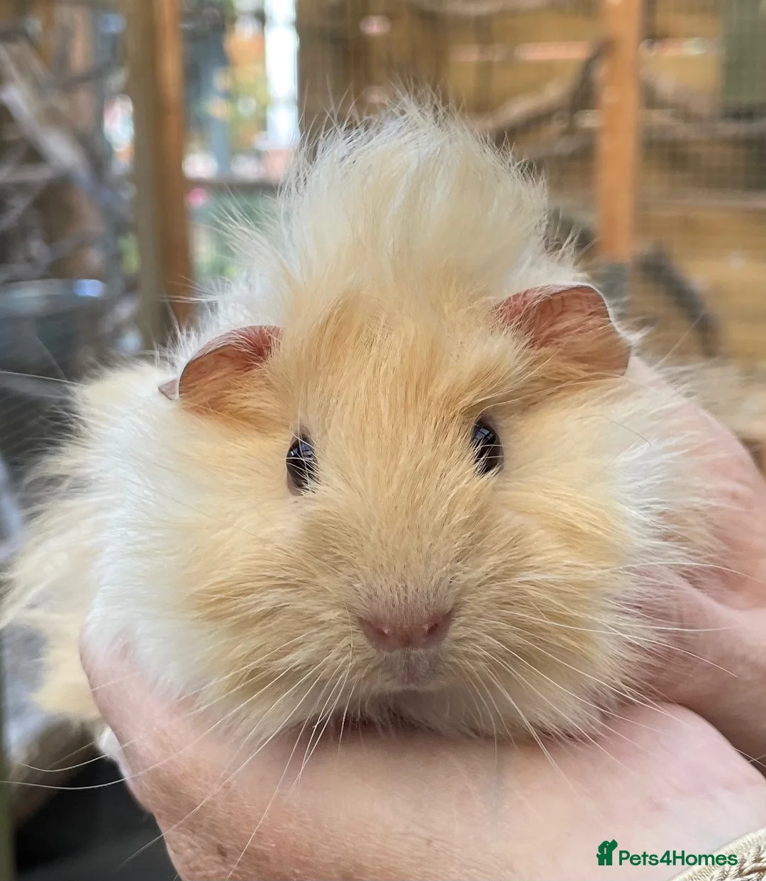 Guinea Pig rodents for sale: Lovely baby guinea pigs  - Advert 1