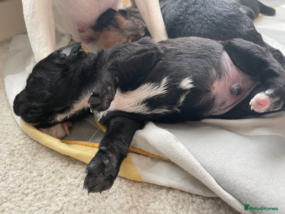 Mixed Breed dogs for sale: 4 Stunning Boy Jackapoos - Image 8