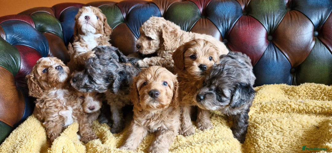 Cavapoo dogs for sale: Gorgeous f1b Cavapoo puppys.Health tested parents  - Image 37