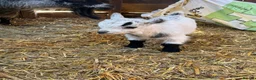 Goats livestock for sale: 4 Pedigree registered Pygmy goats  - Advert 2