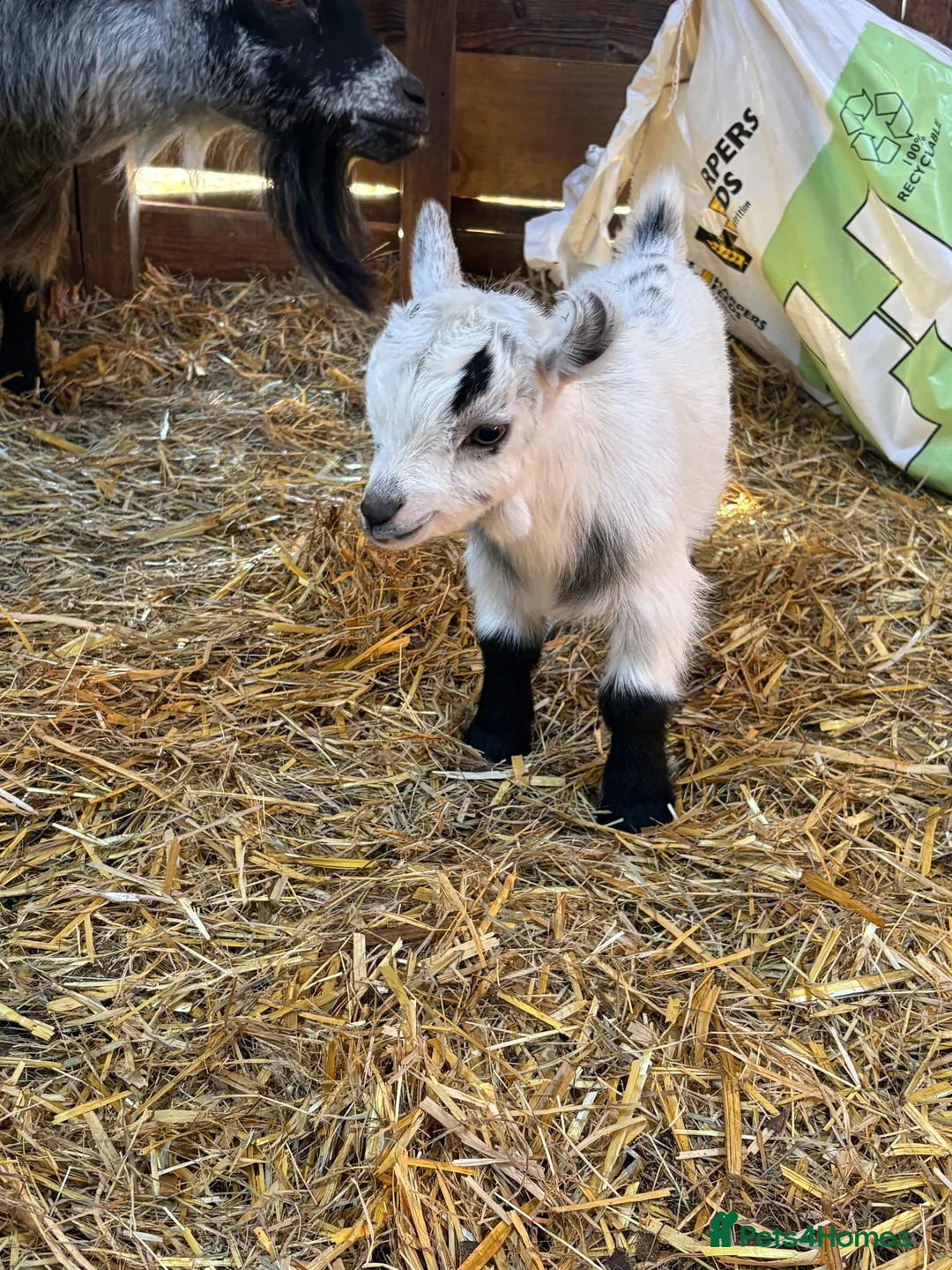Goats livestock for sale: 4 Pedigree registered Pygmy goats  - Advert 2