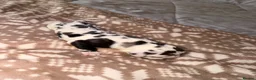 Great Dane dogs for sale: Great danes puppies - Advert 20
