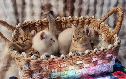 British Shorthair cats for sale: GOLDEN & COLOURPOINT BSH KITTENS, READY TO GO! - Image 13