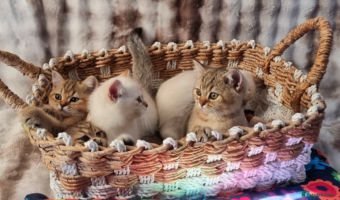 British Shorthair cats for sale: GOLDEN & COLOURPOINT BSH KITTENS, READY TO GO! - Image 13