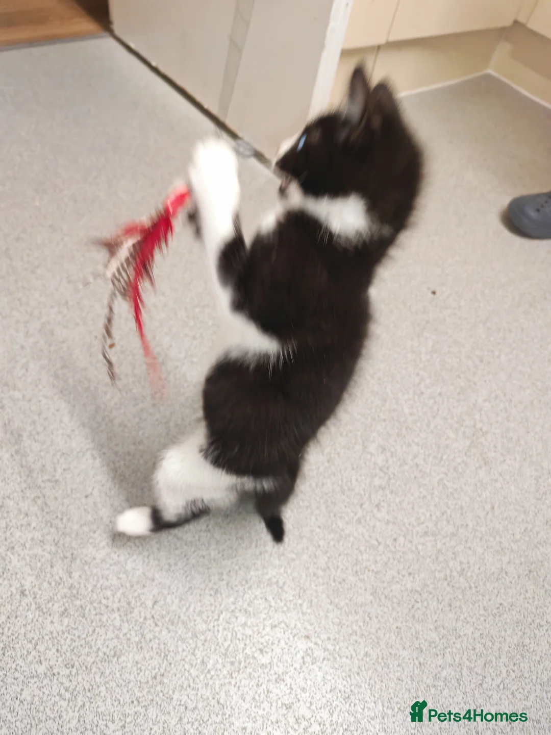 Mixed Breed cats for sale: Beautiful boy for sale  - Advert 2