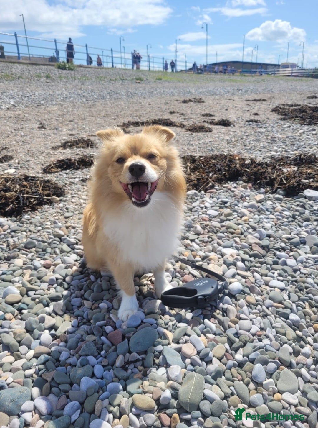 Pomeranian dogs for sale: Looking for my forever home ❤️ - Image 5