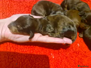 Miniature Dachshund dogs DAPPLE Champion bloodlines Pedigree MINI dach - Advert 13