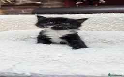 European cats for sale: 5 European shorthair kittens  - Image 24