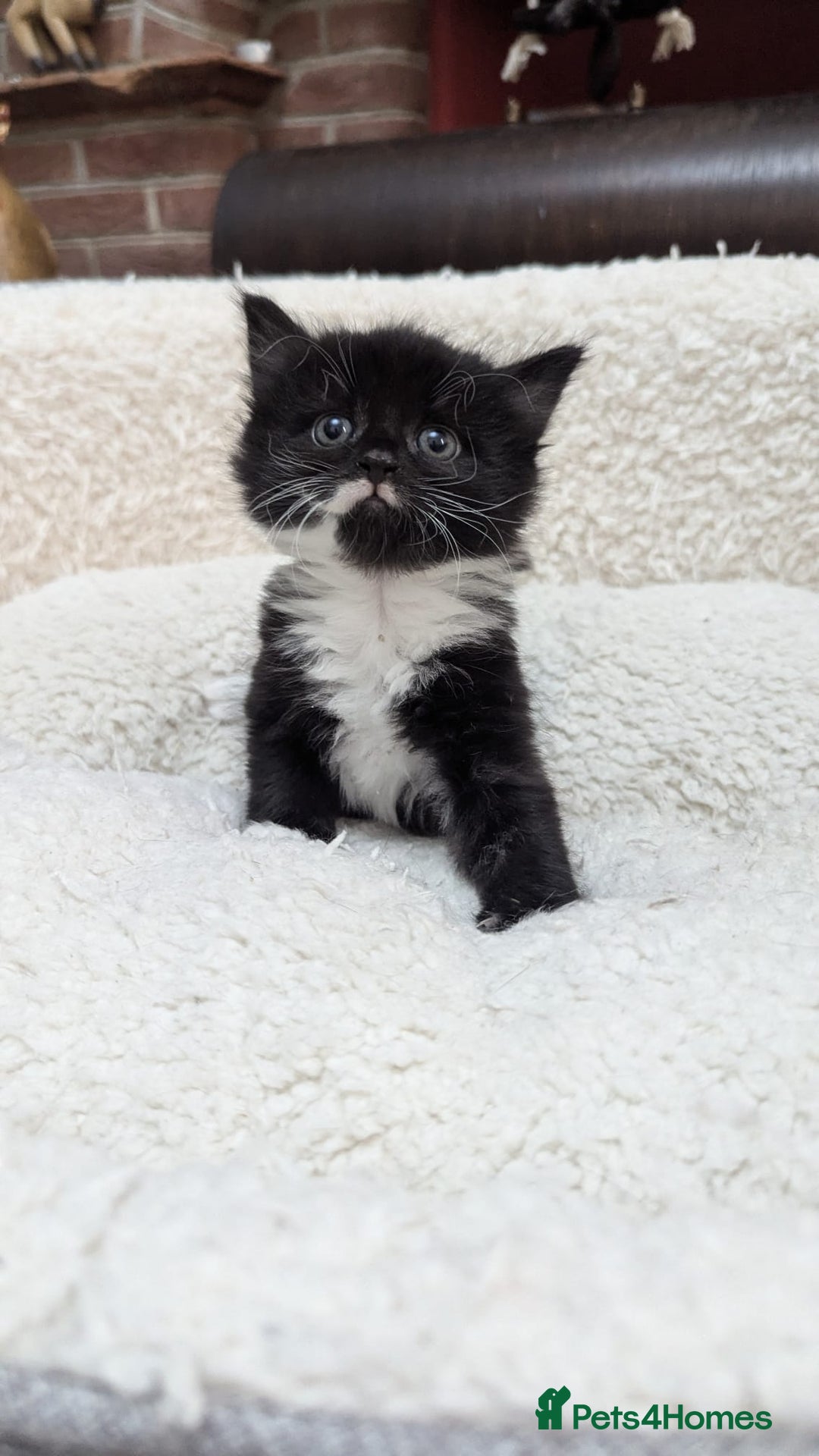 European cats for sale: 5 European shorthair kittens  - Image 24