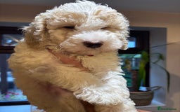 Cavapoochon dogs for sale: 1 cavapoochon puppie looking for forever homes - Image 5