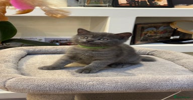 British Shorthair cats - Advert 14