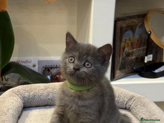 British Shorthair cats - Advert 13