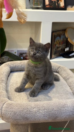 British Shorthair cats - Advert 1