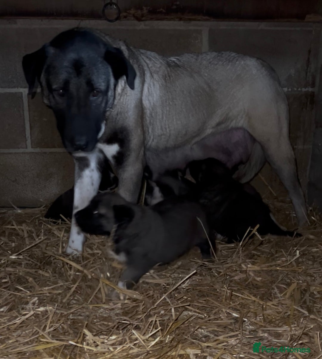 Mixed Breed dogs for sale: Turkish kangal x Caucasian pups  - Advert 2