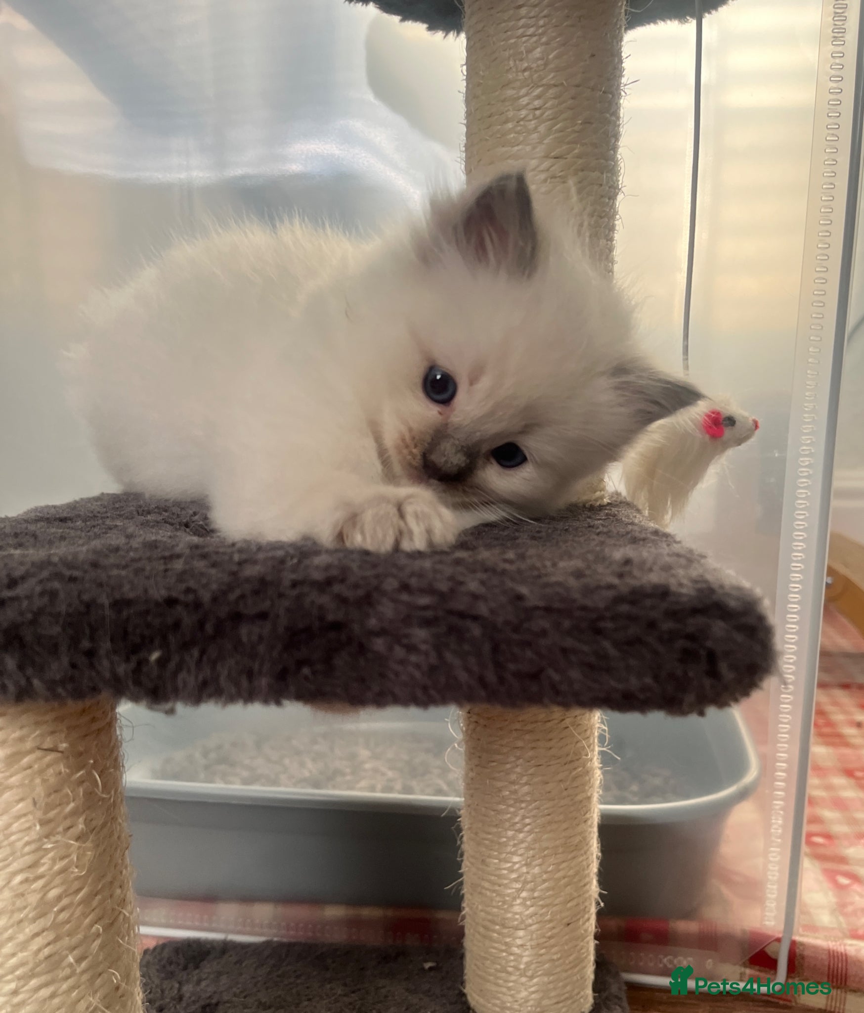 Ragdoll cats for sale: GCCF Registered Ragdoll Kittens  - Advert 12